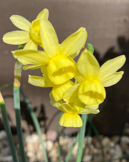 Narcissus triandrus 'Angel's Whisper' 
